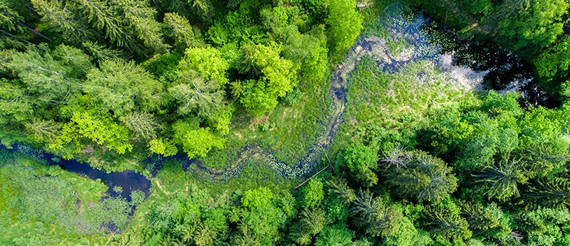 Our Commitment to the EU Deforestation-Free Regulation (EUDR)